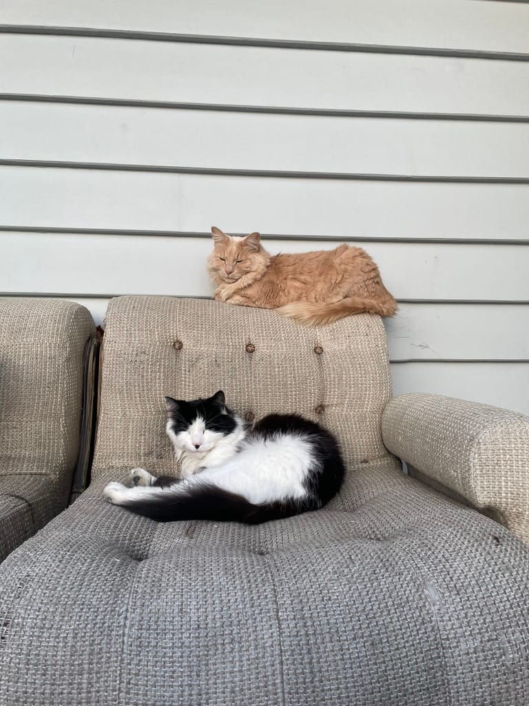 A white sofa chair leaning against an outside wall of a house. On the chair is a black and white cat. Sitting on top of the chair is a light orange cat.